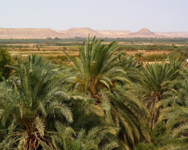 Bahariya-Oasis-Egypt (4)